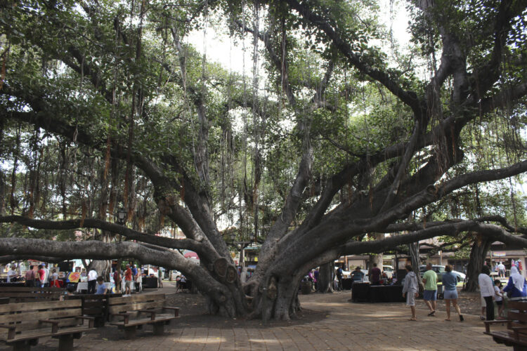 Ring by ring, majestic banyan tree in heart of firescorched Lahaina